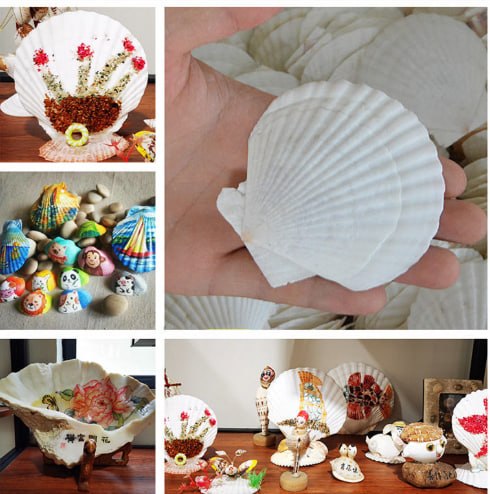 Seashell Decoration Series 5